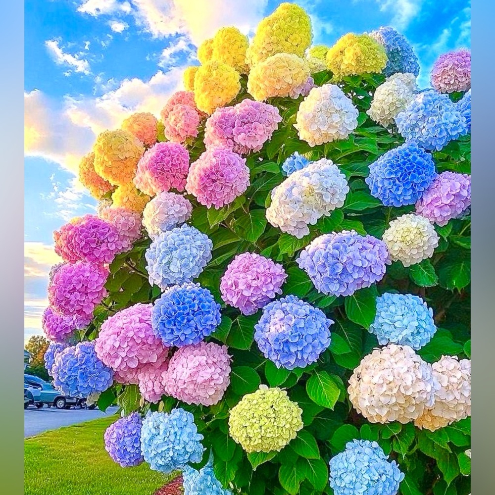 ๐๐ฉต๐โค๏ธ๐ฉท๐๐ฉต๐โค๏ธ๐ฉท๐๐ฉต๐ - Picture 3 of 12